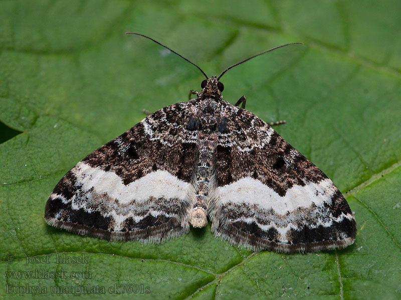 Píďalka jednozubá Euphyia unangulata