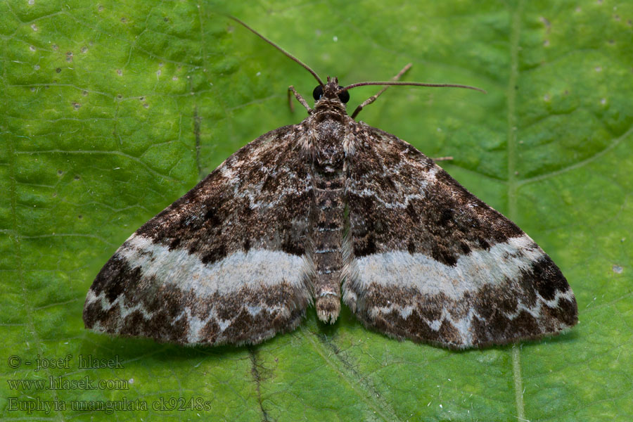 Vogelmieren-Blattspanner Euphyia unangulata