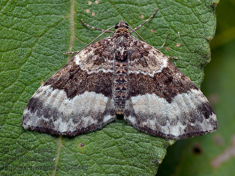 Sharp-angled Carpet Piadivka jednozúbková Euphyia unangulata