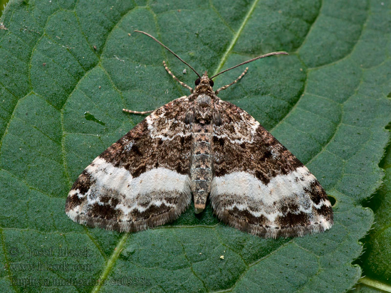 Vogelmieren-Blattspanner Sharp-angled Carpet Piadivka jednozúbková Euphyia unangulata