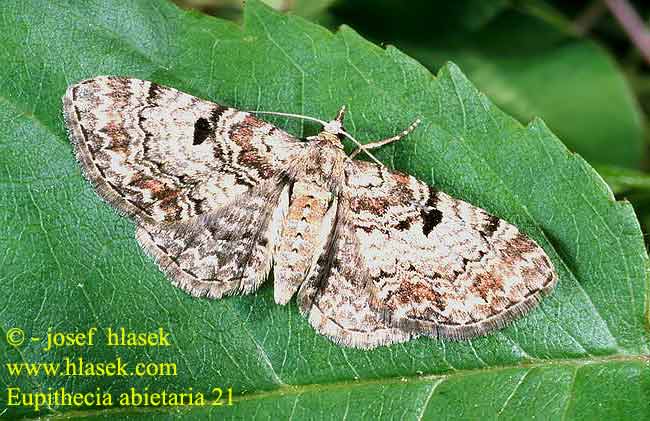 Eupithecia abietaria Píďalička šišková Tannenzapfen-Blütenspanner