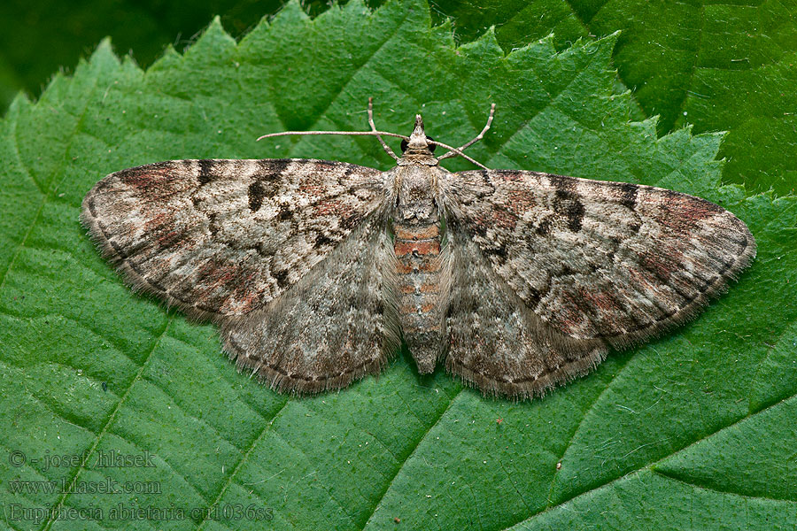 Tannenzapfen-Blütenspanner Cloaked Pug Eupithecia abietaria