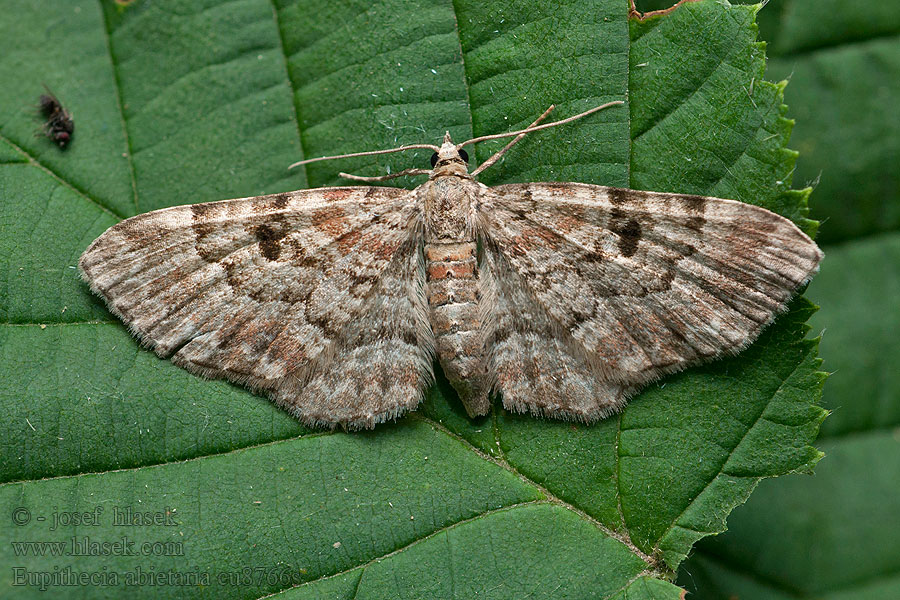 Шишковая пяденица Eupithecia abietaria