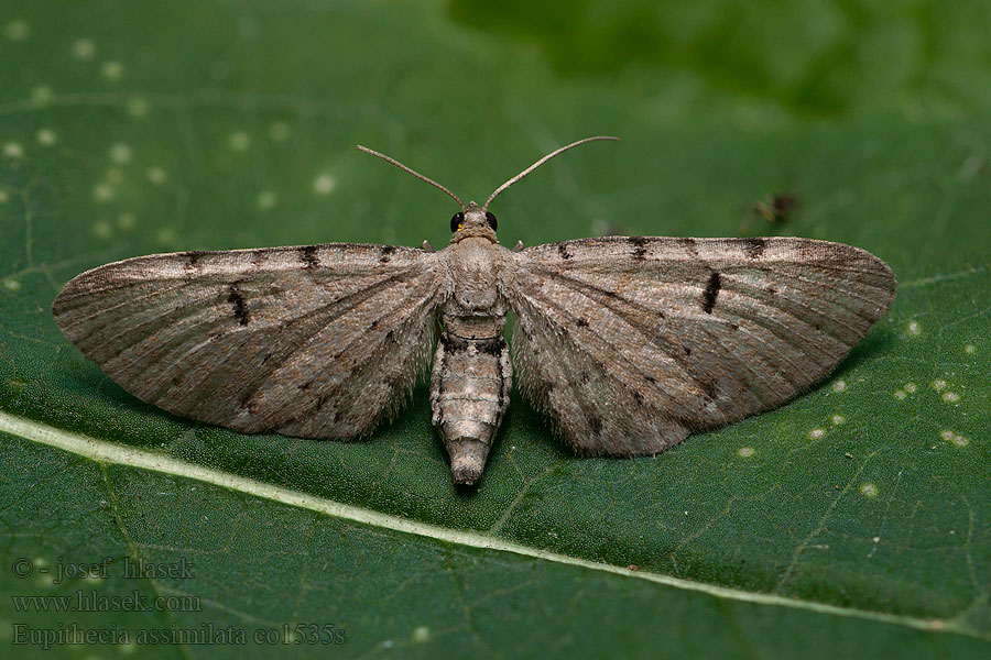 Eupithecia absinthiata Píďalička pelyňková Kreuzkraut-Blütenspanner