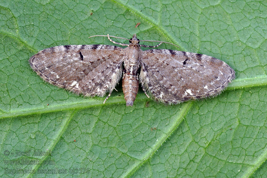 Eupithecia assimilata Píďalička chmelová Hopfen-Blütenspanner