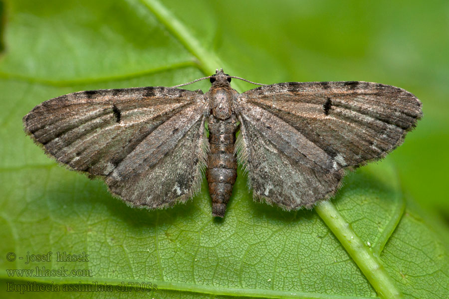 Píďalička chmelová Eupithecia assimilata