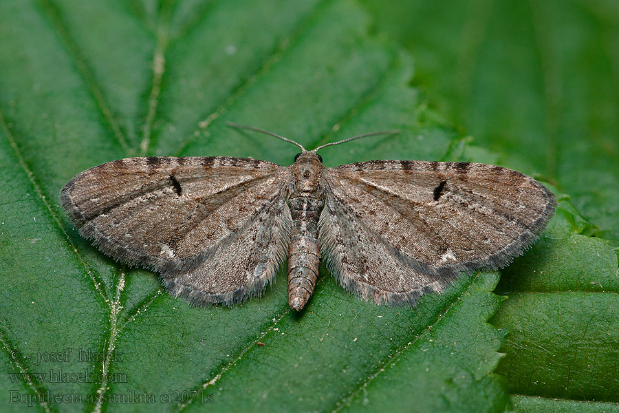 Píďalička chmelová Hopfen-Blütenspanner Eupithecia assimilata