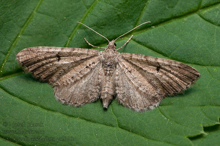 Currant Pug Kvetnatka chmeľová Eupithecia assimilata