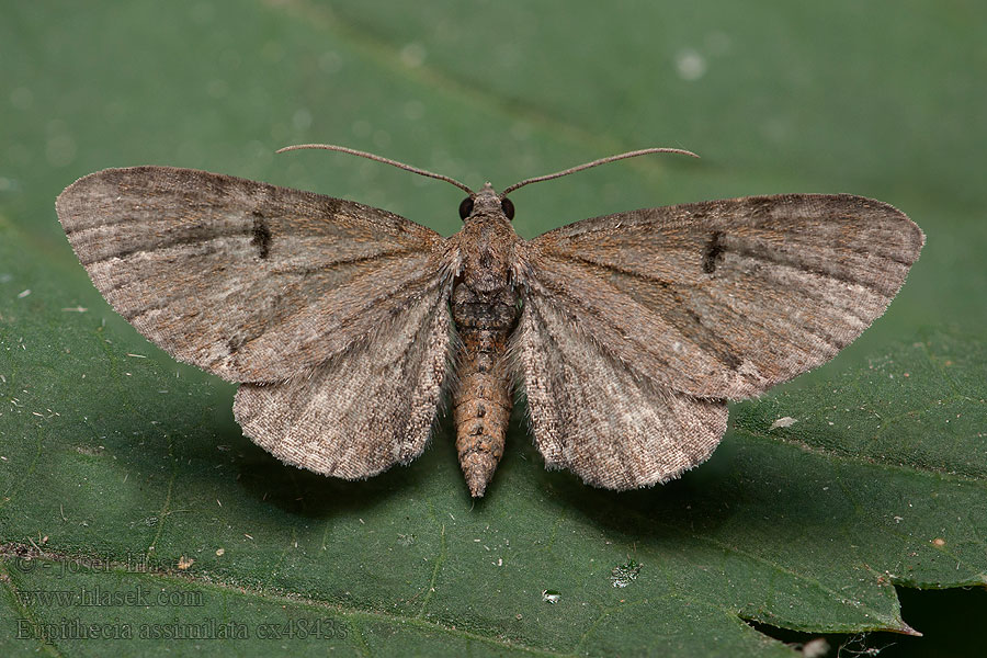 Eupithécie Groseiller Grotnik porzeczkowiak Eupithecia assimilata