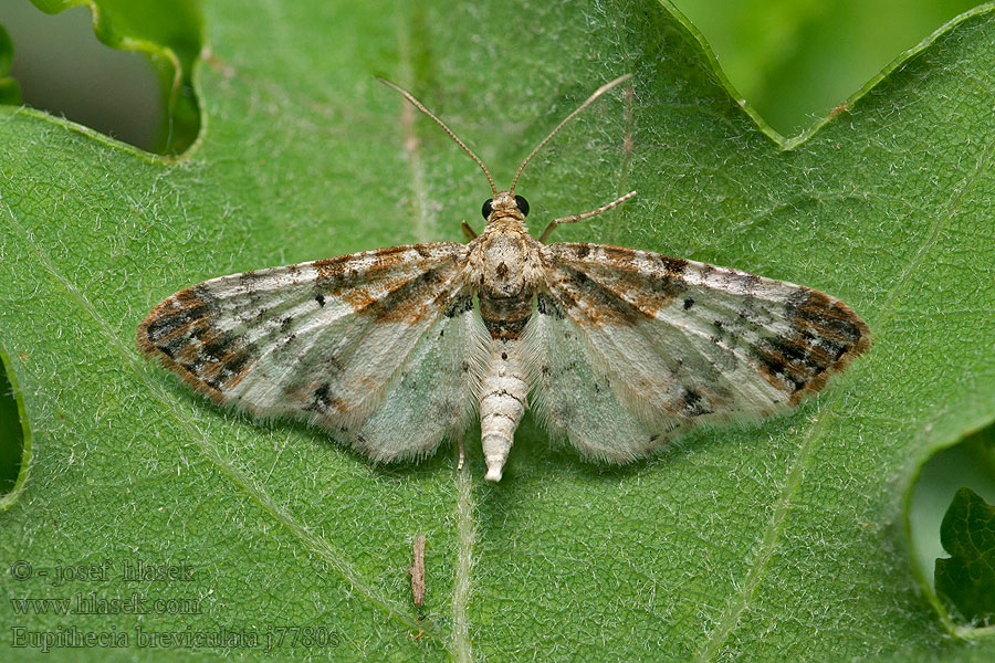 Пяденица цветочная сосновая Eupithecia breviculata