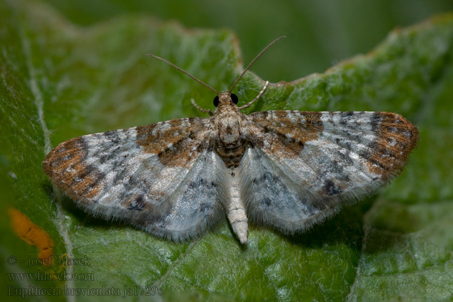 Eupithécie rouillée Eupithecia breviculata