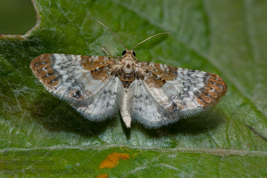 Mediterranean Pug Eupithecia breviculata