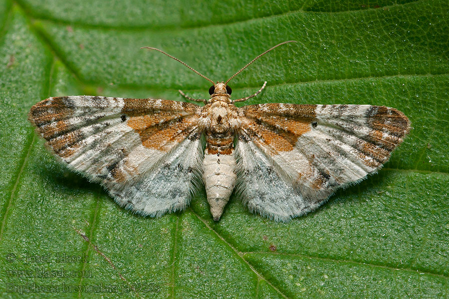 Bibernell-Berghaarstrang-Blütens Eupithecia breviculata