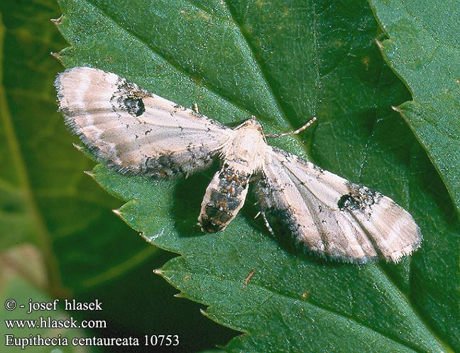 Eupithecia centaureata Mondfleckiger Blütenspanner