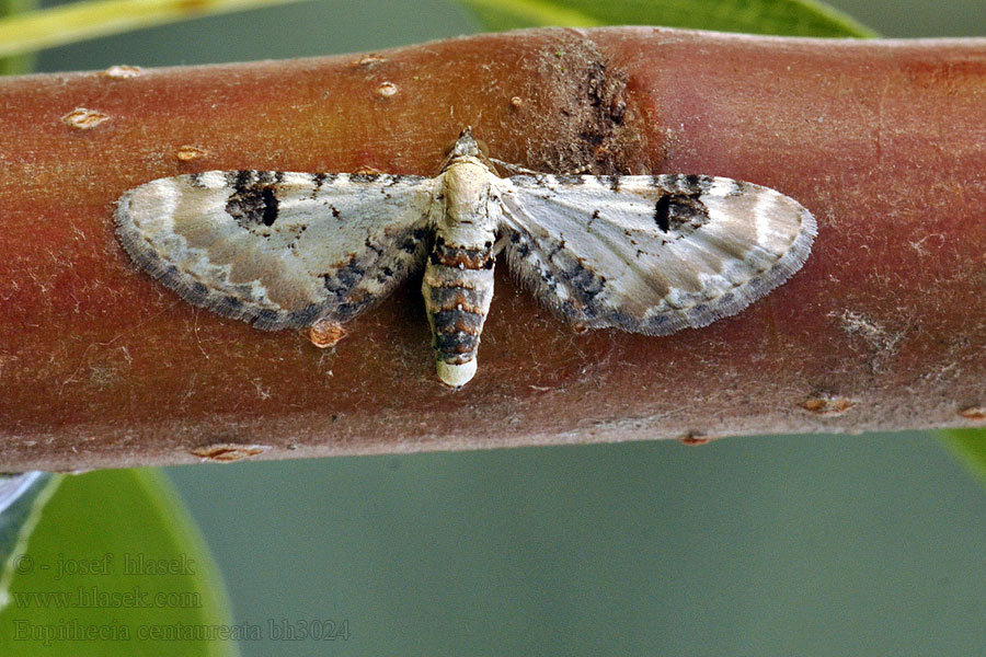 Píďalička srpková Eupithecia centaureata