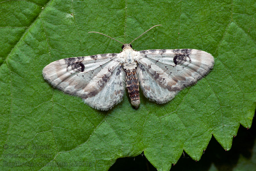Píďalička srpková Hvid dværgmåler Eupithecia centaureata