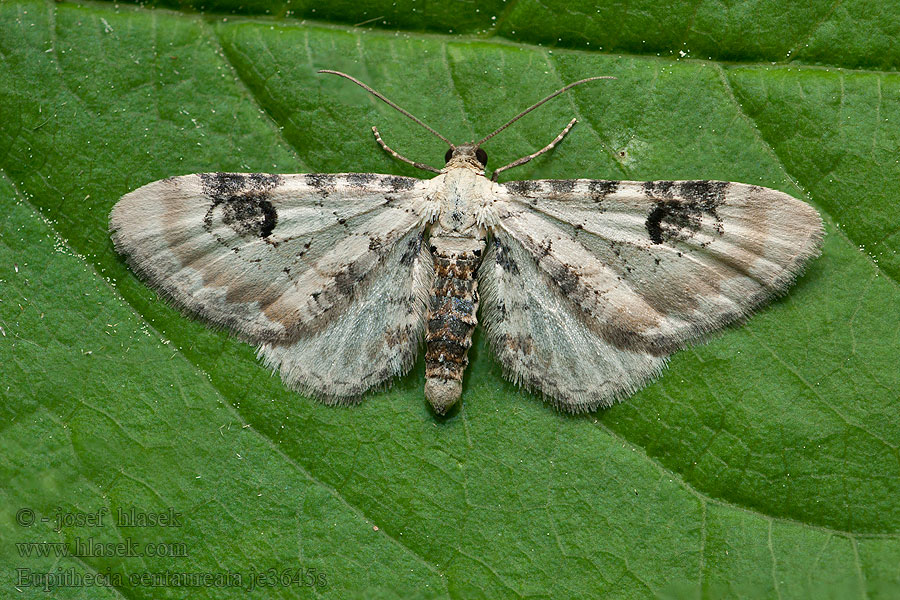 Пяденица колокольчиковая Eupithecia centaureata