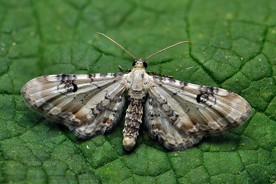 Eupithecia centaureata