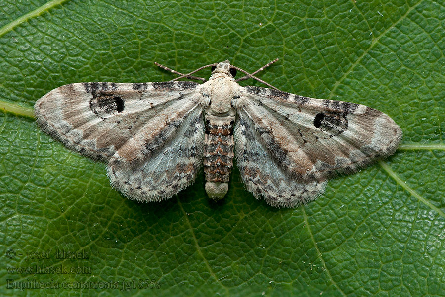 Mondfleckiger Blütenspanner Eupithecia centaureata