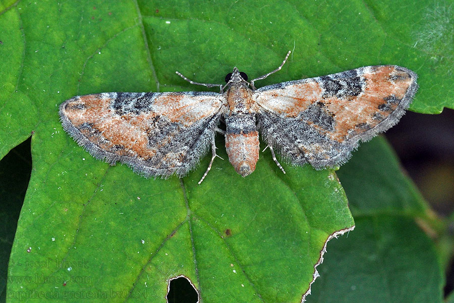 Eupithecia gueneata Píďalička rezavá Kvetnatka Guenéeho