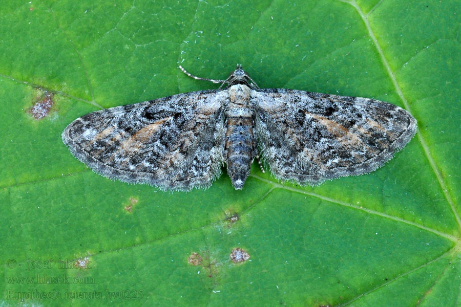 Tawny Speckled Pug Kvetnatka vratičová Eupithécie frappée