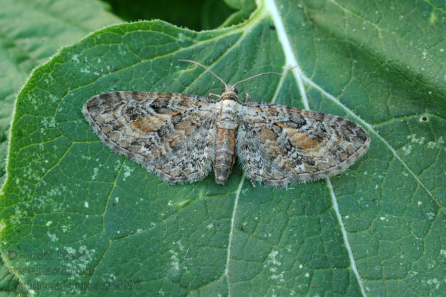 Eupithecia icterata Píďalička vratičová Schafgarben-Blütenspanner