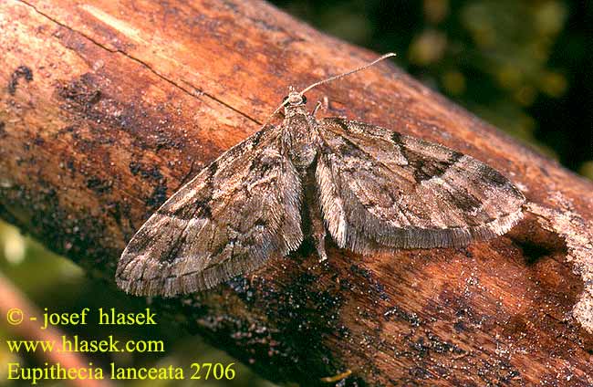 Eupithecia lanceata Píďalička smrčinová Tannen-Blütenspanner Fichten