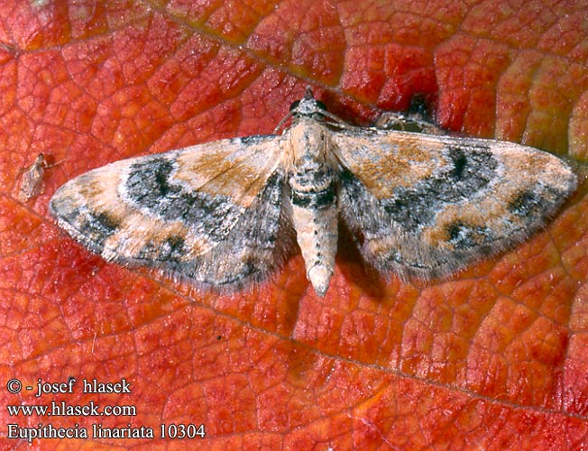 Eupithecia linariata Toadflax Pug Leinkraut-Blütenspanner