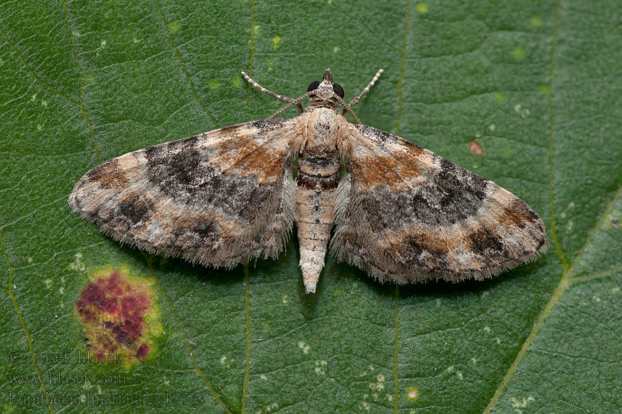 Eupithecia linariata Пяденица цветная льнянковая Píďalička květelová