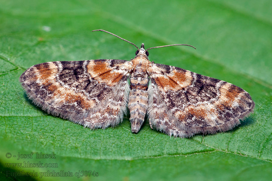 Eupithecia pulchellata Píďalička západní Fingerhut-Blütenspanner