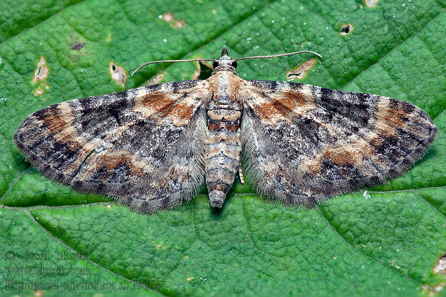 Vingerhoedskruiddwergspanner Fingerbøldværgmåler Eupithecia pulchellata