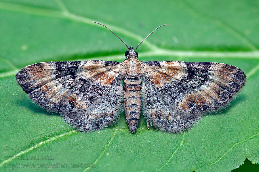 Píďalička západní Eupithecia pulchellata