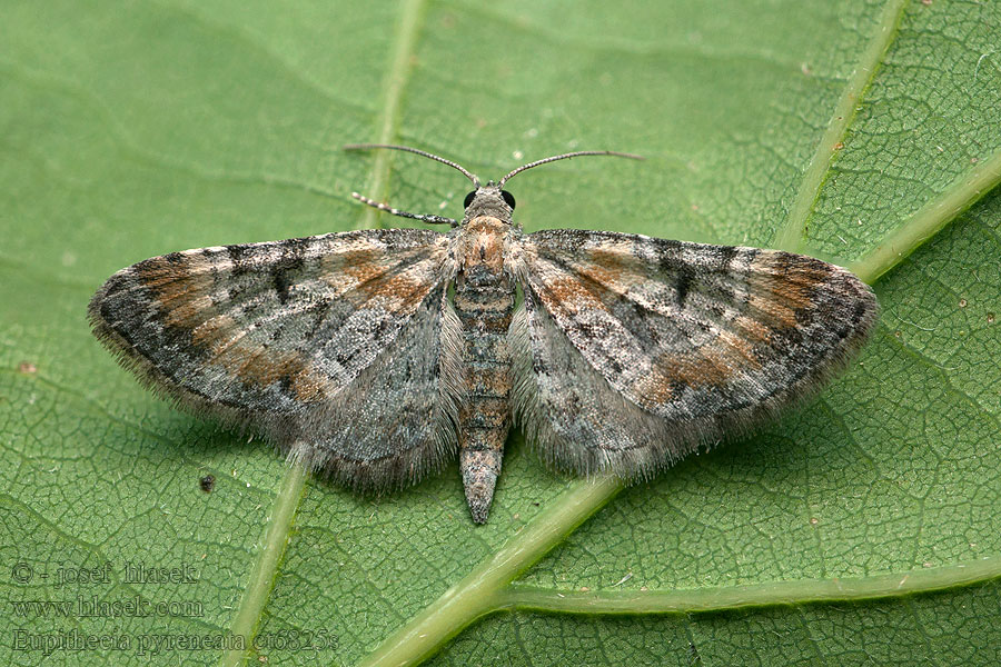 Eupithecia pyreneata Píďalička náprstková Gelbfingerhut-Blütenspanner