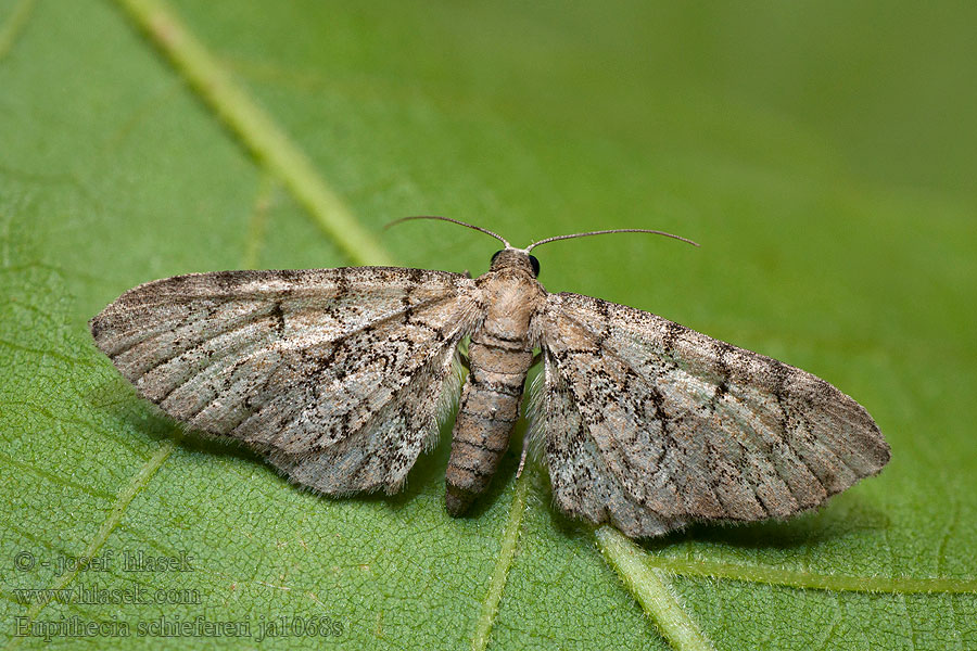 Eupithecia schiefereri Píďalička Schieffererova