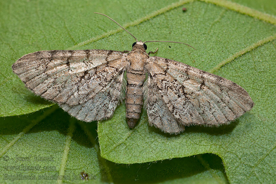 Eupithecia schiefereri Kvetnatka Schiefererova Eupithécie Schiefer Пяденица Шиферера