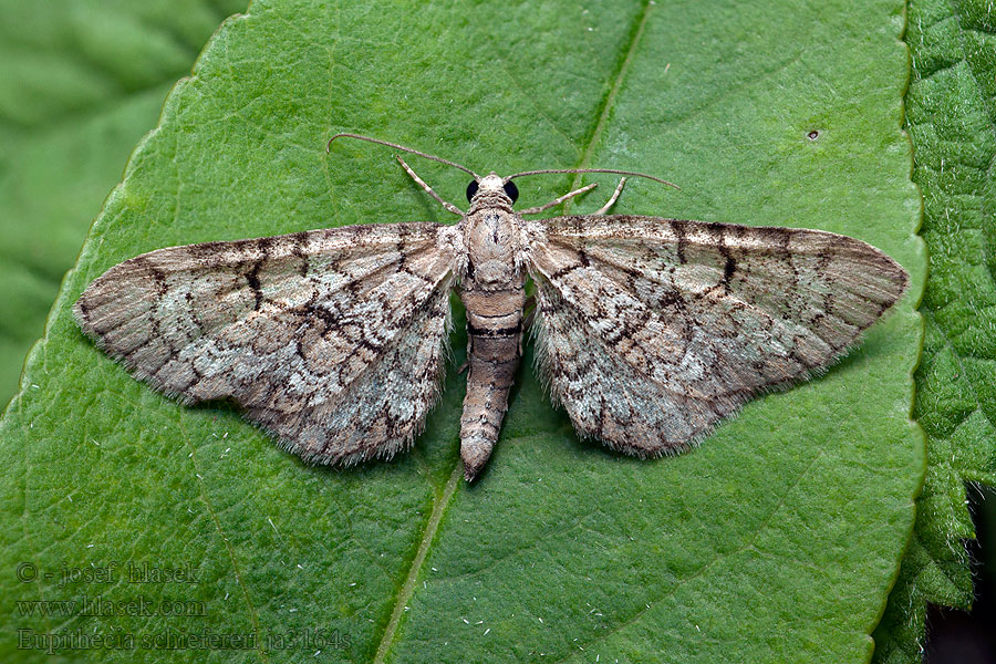 Eupithecia schiefereri Píďalička Schieffererova Kvetnatka Schiefererova