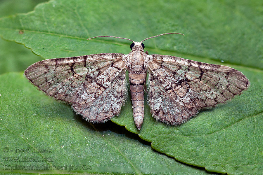 Eupithecia schiefereri Eupithécie Schiefer Пяденица Шиферера Пяденица Шиферера