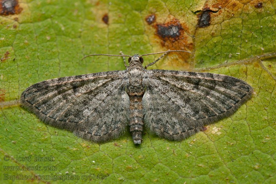 Eupithecia semigraphata