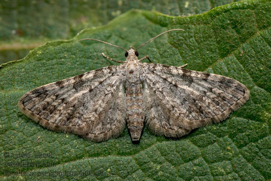 Eupithecia semigraphata