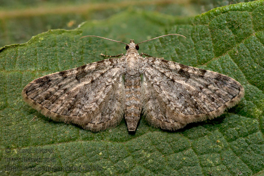 Eupithecia semigraphata