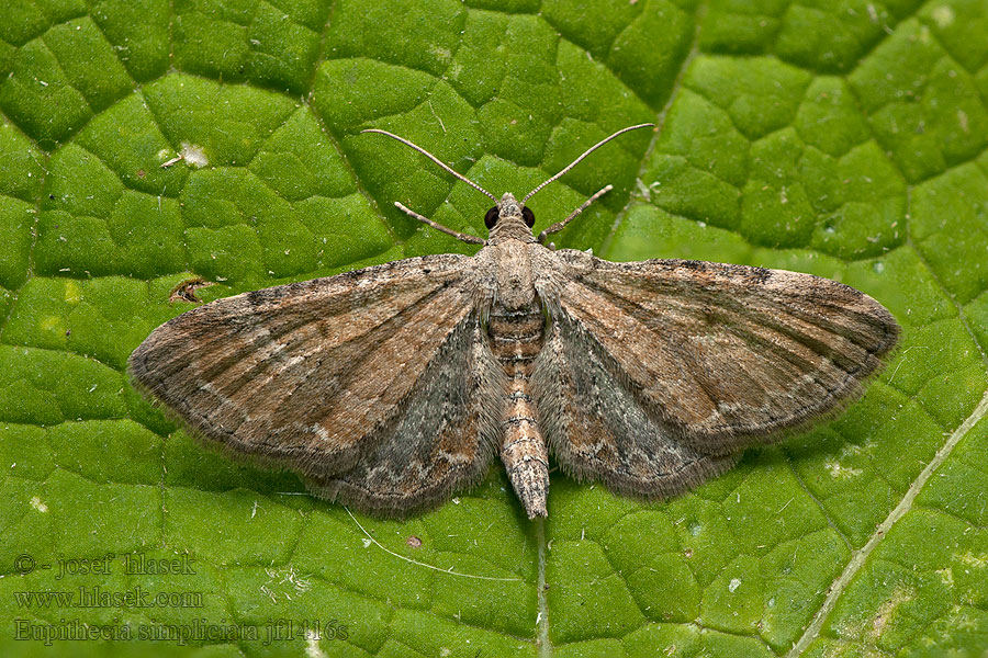 Eupithecia simpliciata Píďalička merlíková Meldedwergspanner Mållmalmätare Meldedvergmåler
