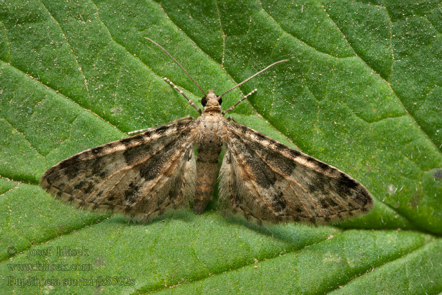 Eupithecia stertzi