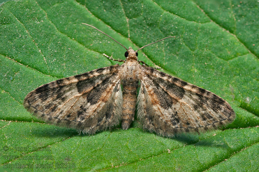 Eupithecia stertzi