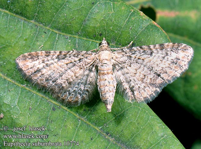 Eupithecia subumbrata 10774