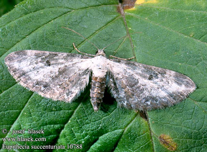 Eupithecia succenturiata Píďalička diviznová Beifuß-Blütenspanner