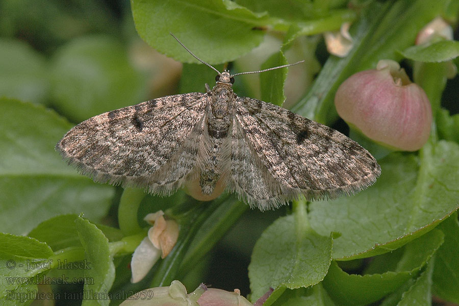 Píďalička borová Eupithecia tantillaria