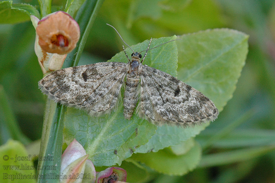 Fichten-Blütenspanner Dwarf Pug Eupithecia tantillaria