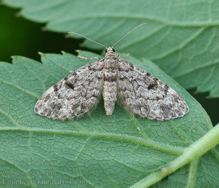 Eupithecia tantillaria Píďalička borová Dwarf Pug Kvetnatka borovicová