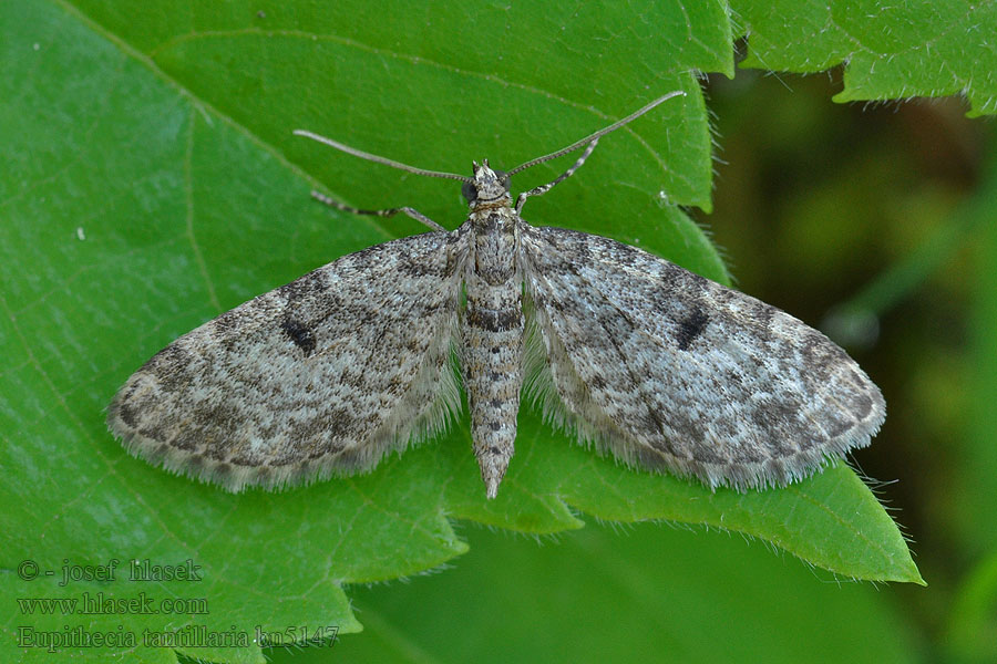 Kvetnatka borovicová Eupithecia tantillaria