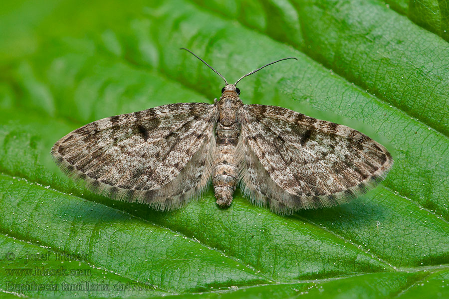 Eupithecia tantillaria Kvetnatka borovicová